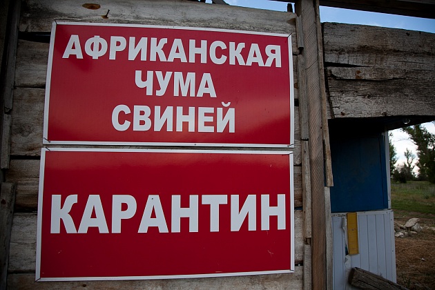 В Среднеахтубинском районе зарегистрирован случай АЧС