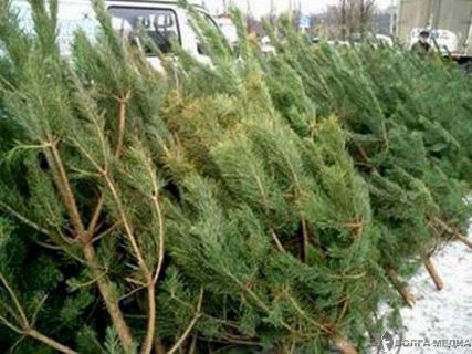 В Волжском открываются елочные базары