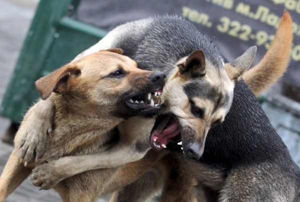 В Волжском за сезон планируют отловить 255 бродячих собак
