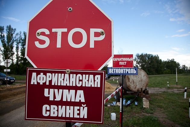В Среднеахтубинском и Калачевском районах выявлены новые случаи АЧС