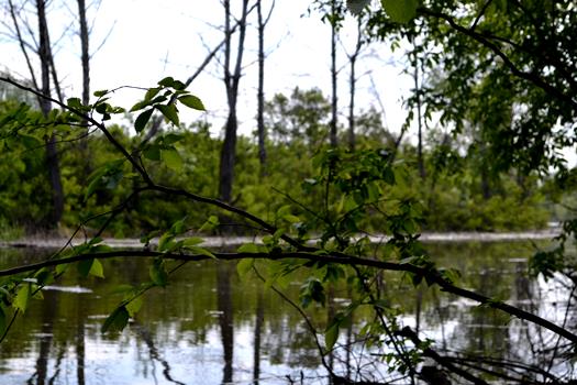 Ерики и озера Волго-Ахтубинской поймы заполняются водой